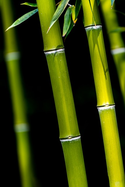 罗汉竹盆景,罗汉竹