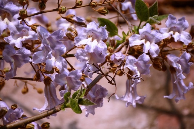 乡土散文:村庄的树