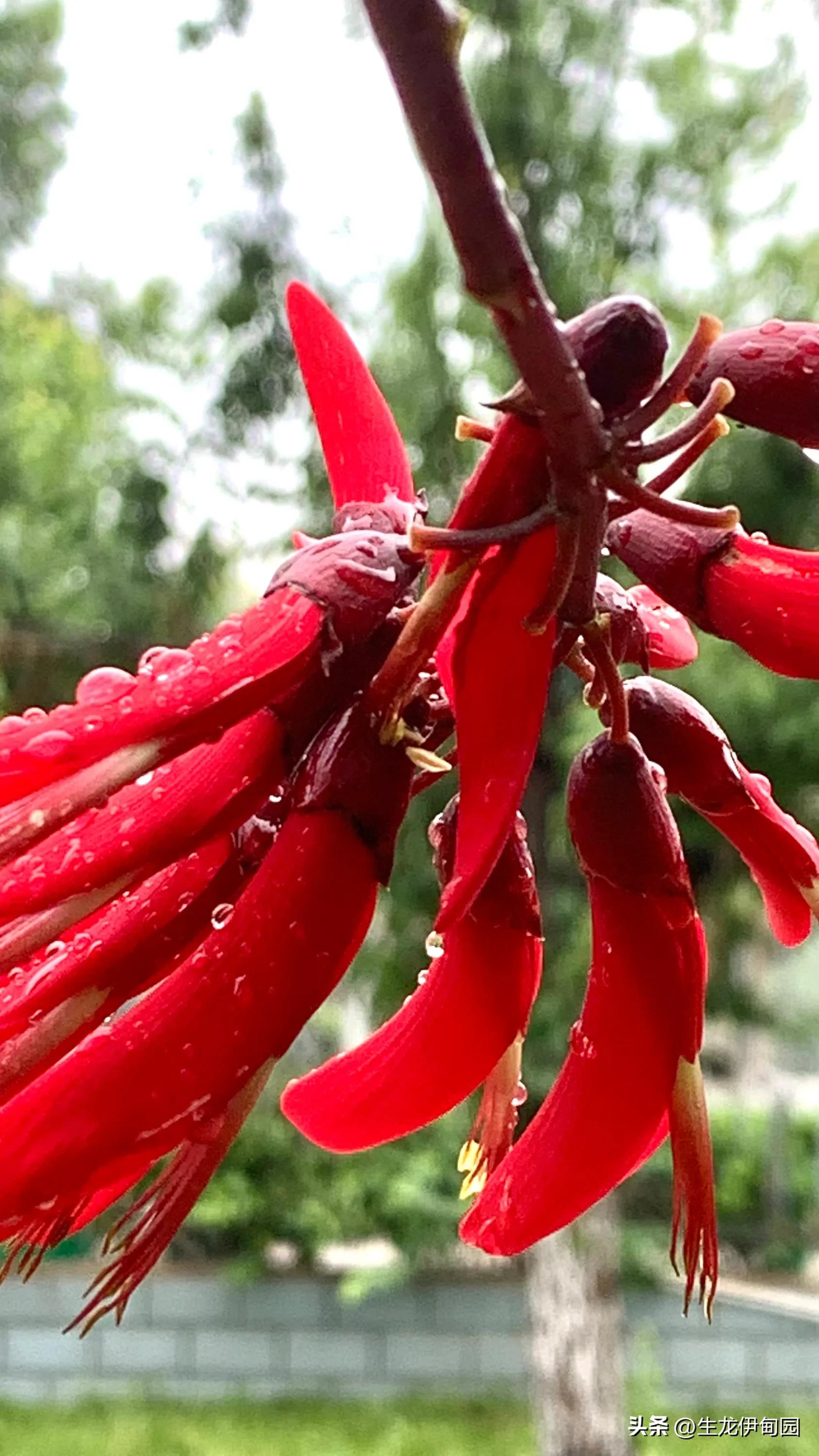 龙牙花作品,龙牙花