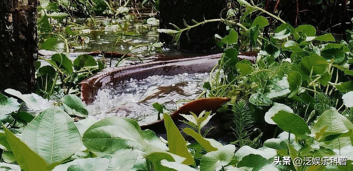 什么淡水鱼最干净吃着放心呢,最干净的淡水食用鱼