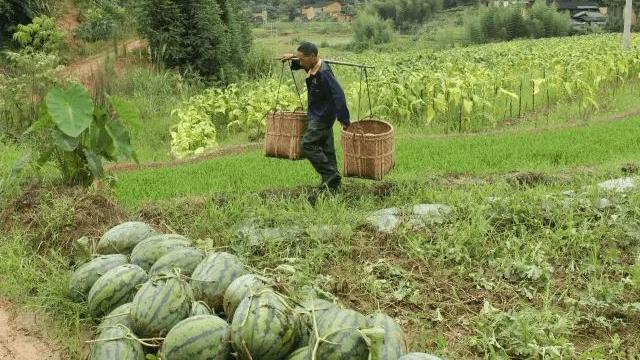 小时候拿麦子换西瓜的视频,拿着袋子去麦地里捡麦子换西瓜