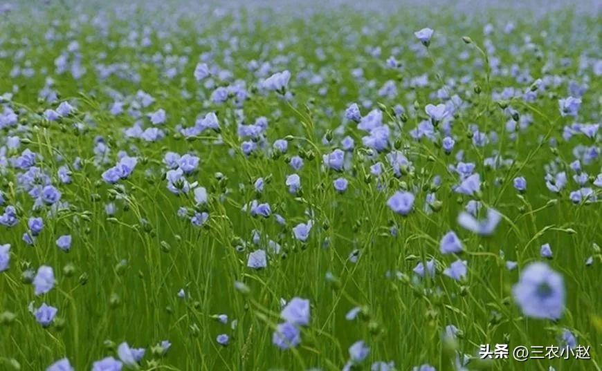 亚麻的生长气候条件,农作物亚麻的视频