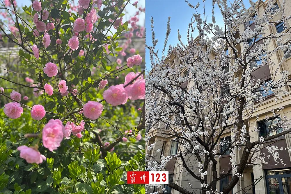 霸州市最美的美景,霸州市美景