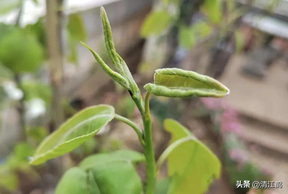 梨果病害图片大全,梨果不套袋病虫害防治技术