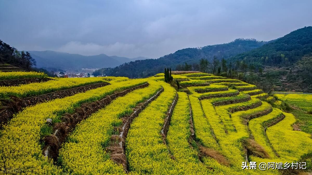 一亩三分地的新农人,如何在农村利用十亩地月入十万