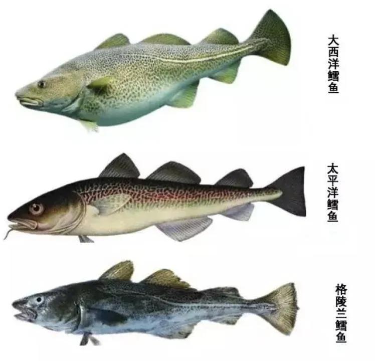 鳕鱼辅食8-9个月鳕鱼肠,真鳕鱼和黑鳕鱼的区别辅食