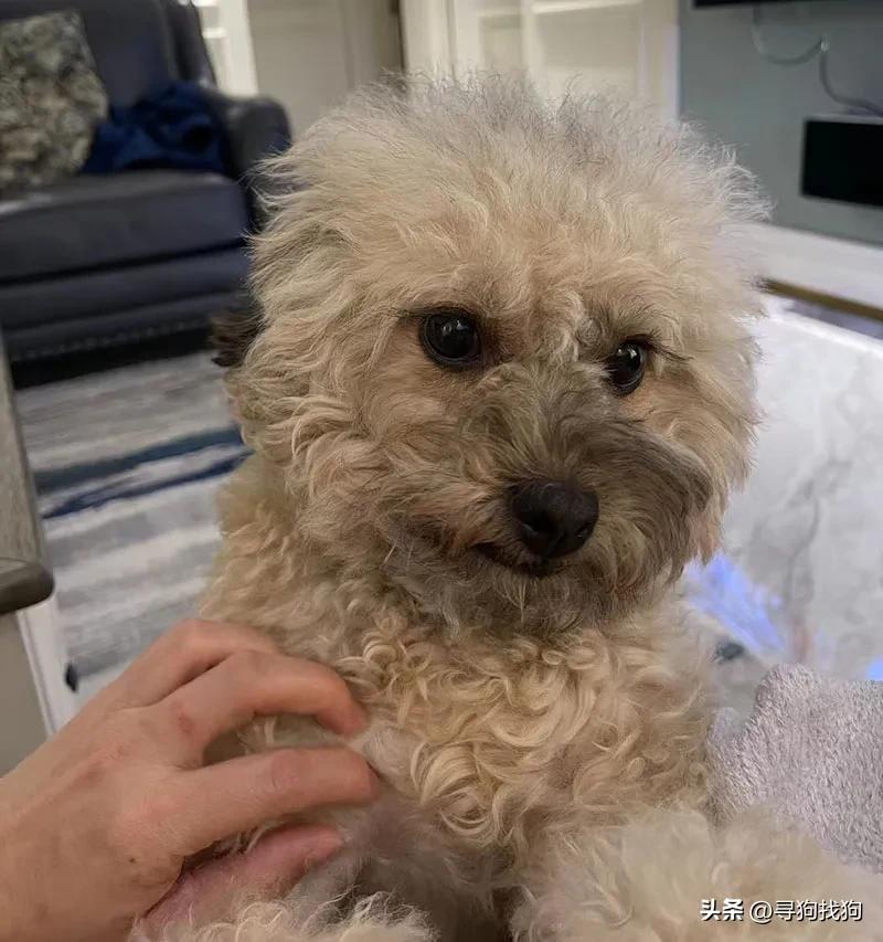 昆明盘龙区寻狗柴犬,成都市武侯区寻狗泰迪