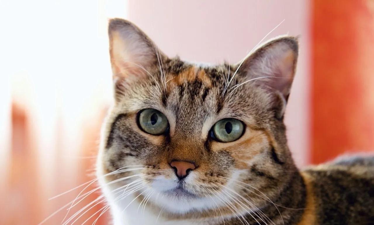 微信查券返利机器人,淘宝自动查券返利助手