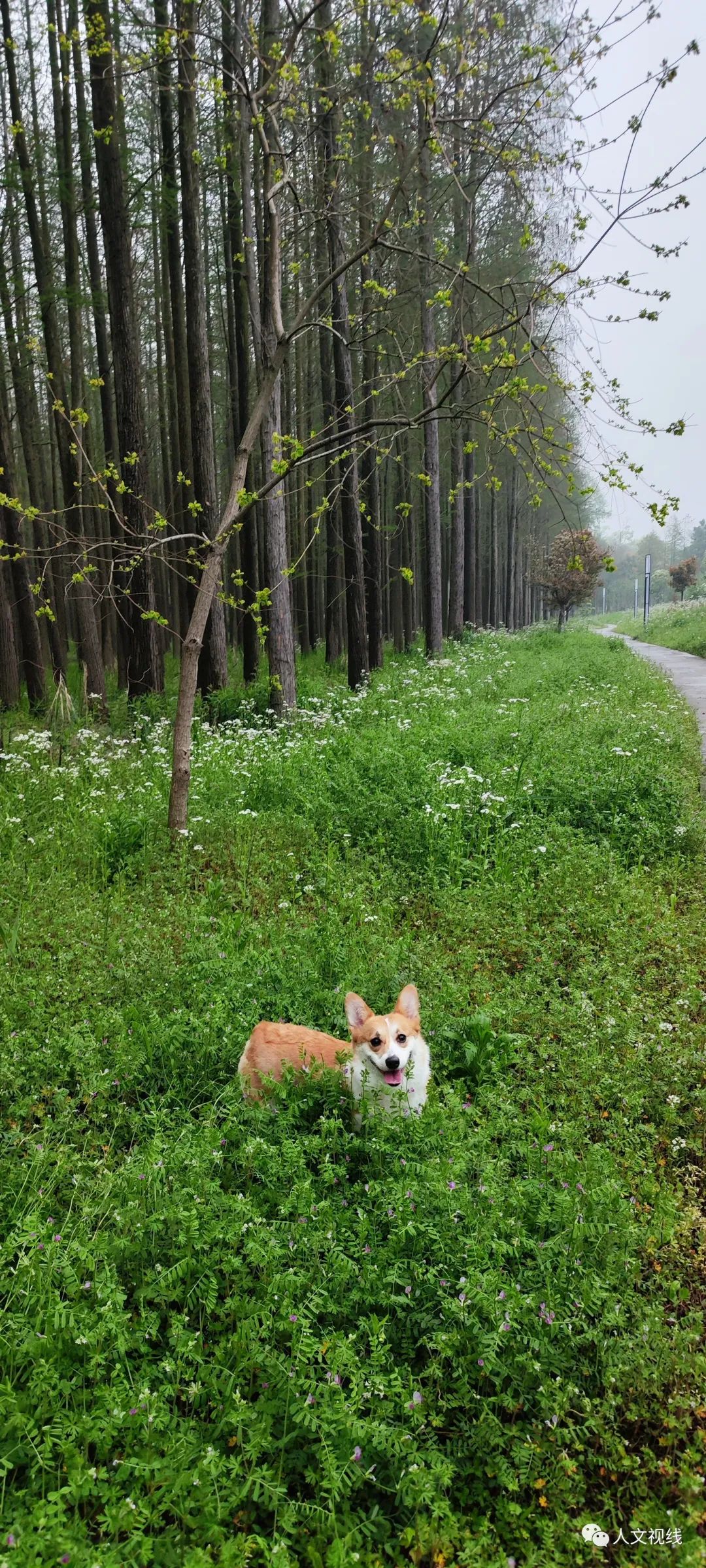 清明回乡,清明祭祖回乡记