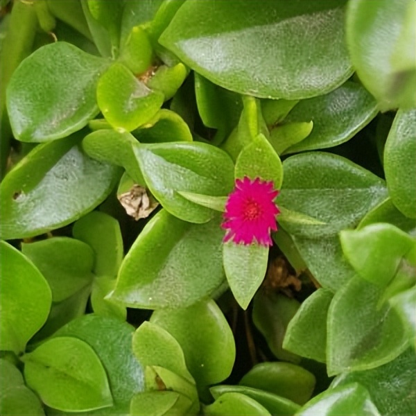 102个大类近500个多肉植物图片，都极其美丽，建议在家中也养一盆