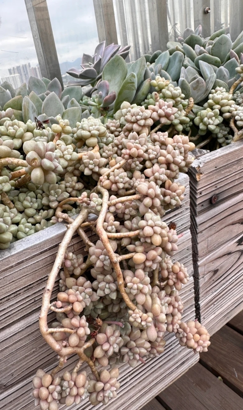 广东能养出好状态的多肉,在广东超级好养的多肉