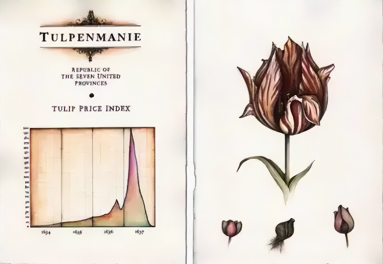 郁金香泡沫对于荷兰有何影响,荷兰郁金香泡沫最大的赢家是谁