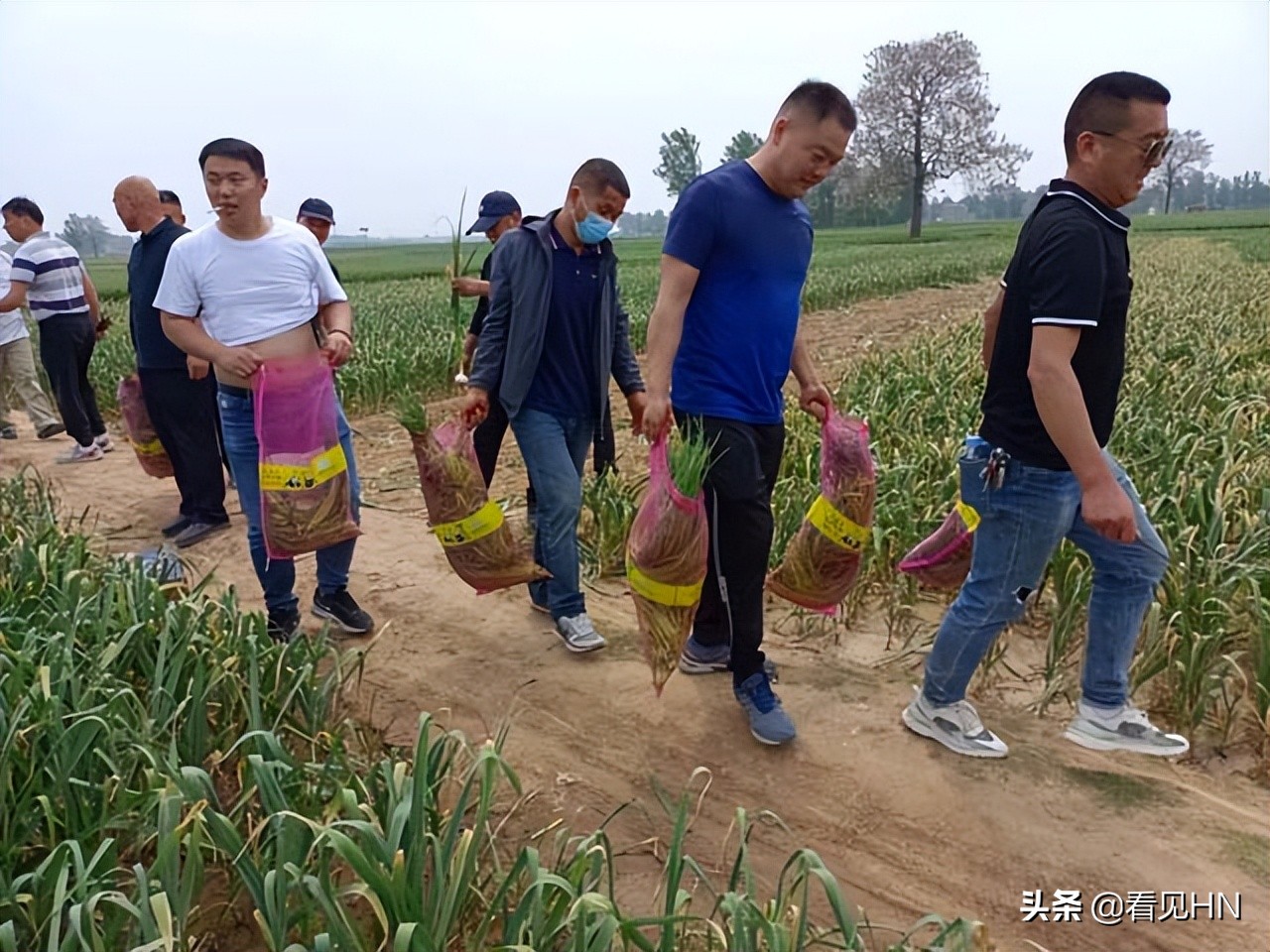 开封20多名球迷赴杞县帮助蒜农收蒜、抽蒜薹