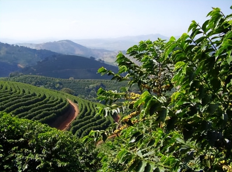 云南小粒咖啡豆哪个牌子好,云南小粒速溶咖啡哪个牌子好