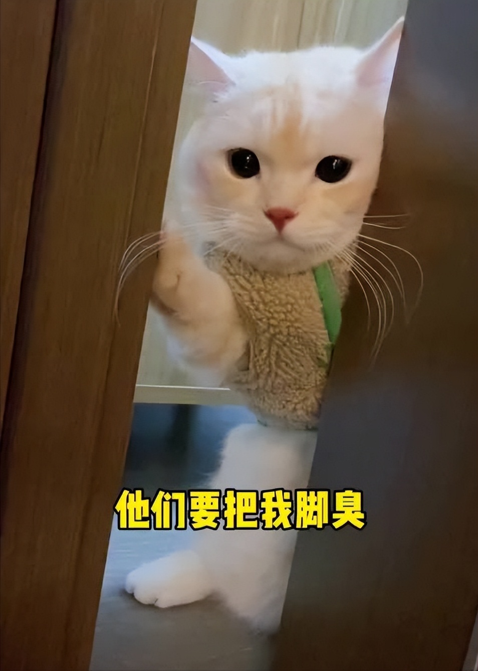 猫咪脚臭是怎么回事啊,猫咪闻脚臭是什么原因