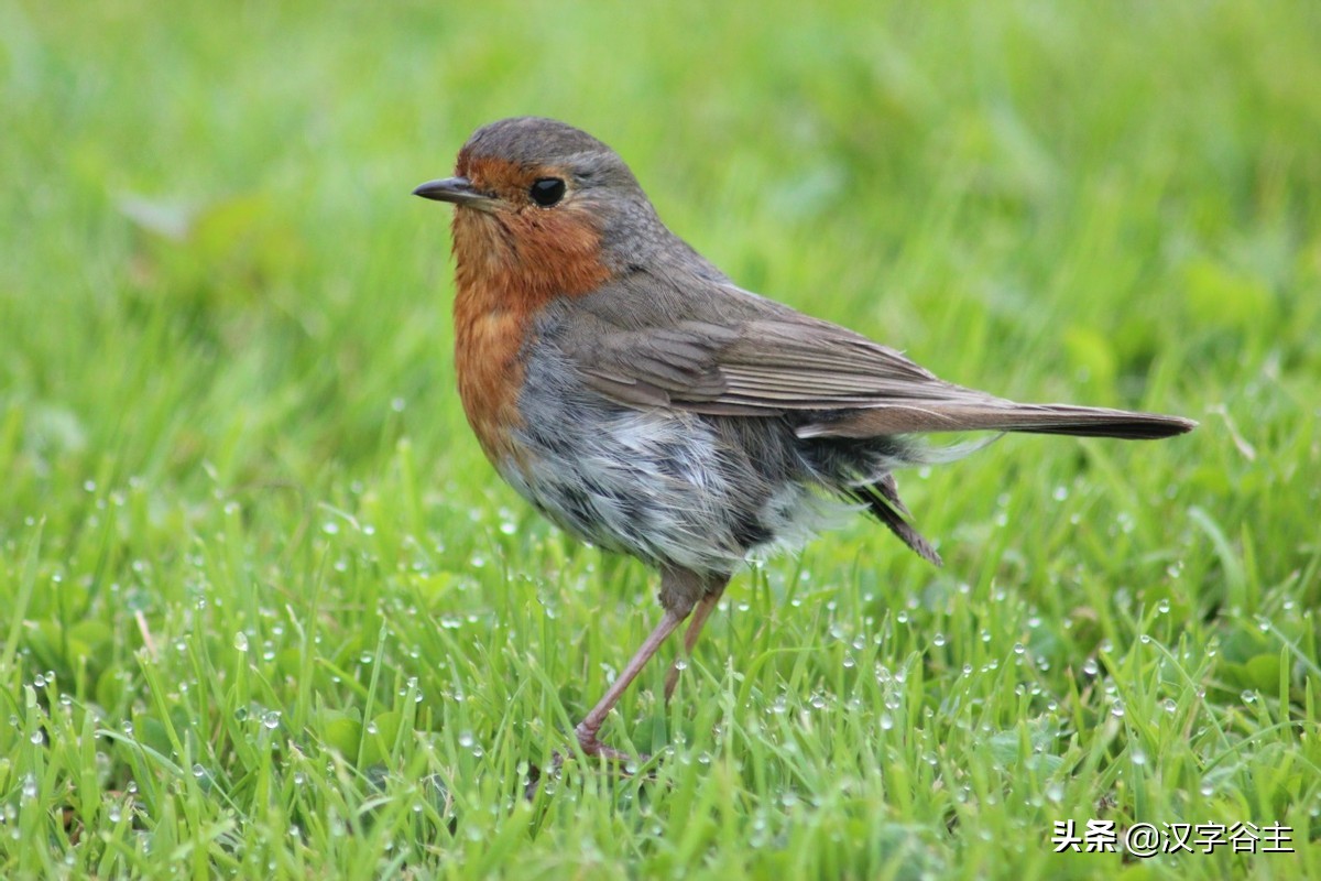 汉字动物篇,汉字兽的演变