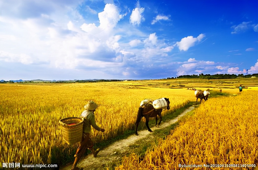 获奖作文《稻米的故事》，充满希望的稻田，老师：想象力很强