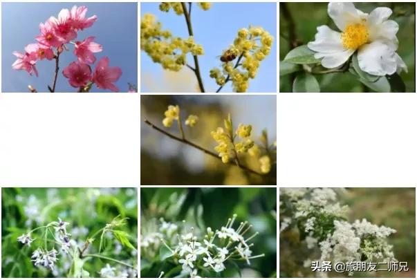 广州花都梯田油菜花,广州徒步赏油菜花路线