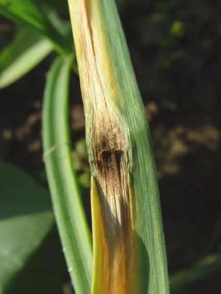 蒜苗的尖发黄能用小苏打和白醋,冬天蒜苗叶片发黄怎么回事