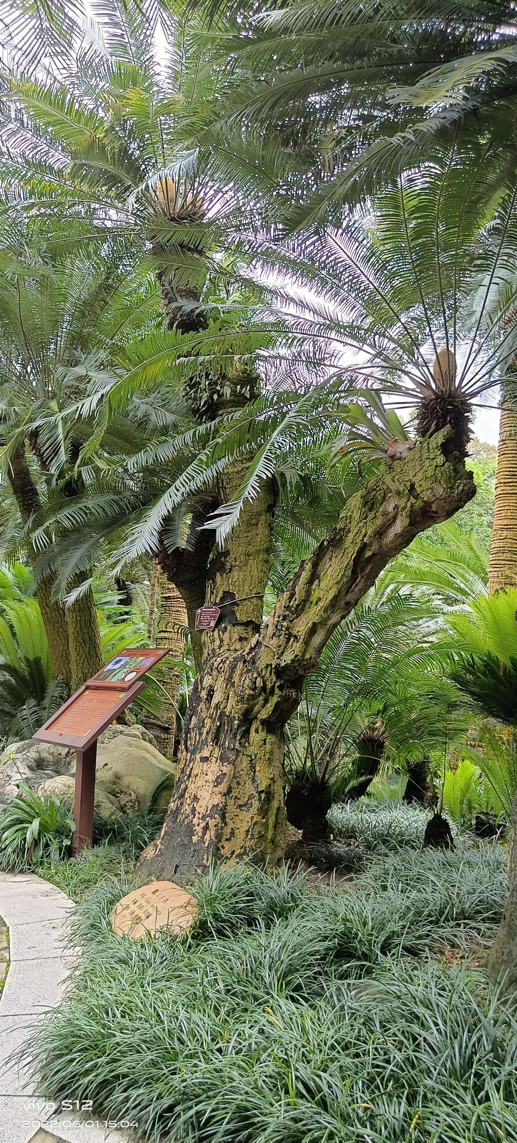 千年铁树开花完整版,千年铁树开花打一小说名