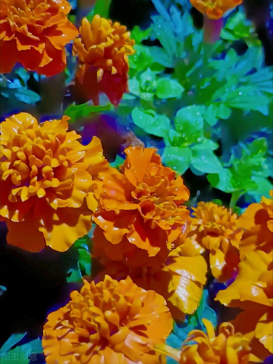 一花一世界一叶一花一菩提,春天来了一花一世界一叶一菩提