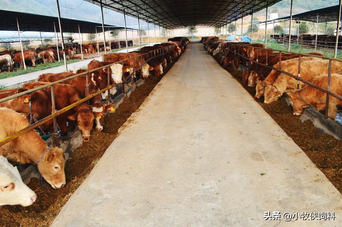 养牛哪个牌子预混料最好,养牛浓缩料用哪一种好