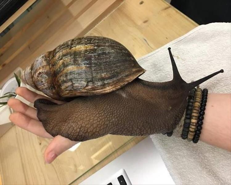 中国人为什么不吃非洲大蜗牛？因为不好吃吗