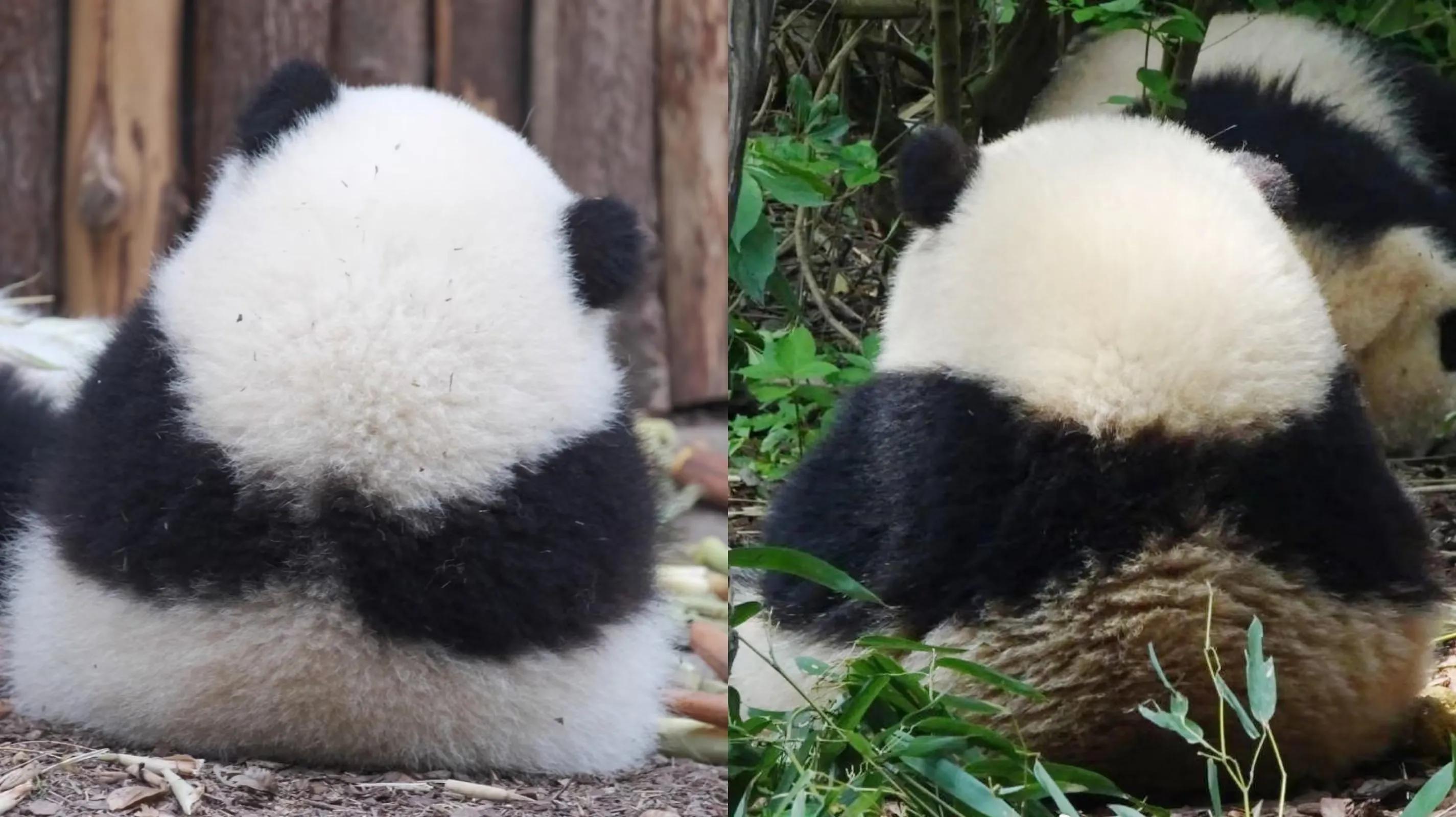 大熊猫花花和荷叶的温暖瞬间,国宝大熊猫和花萌萌哒瞬间