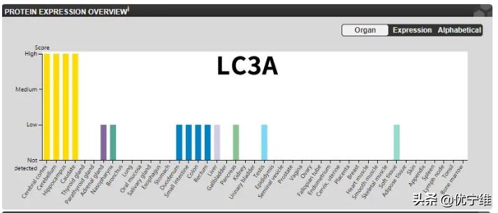 lc3自噬标记物,lc300有哪些隐藏功能