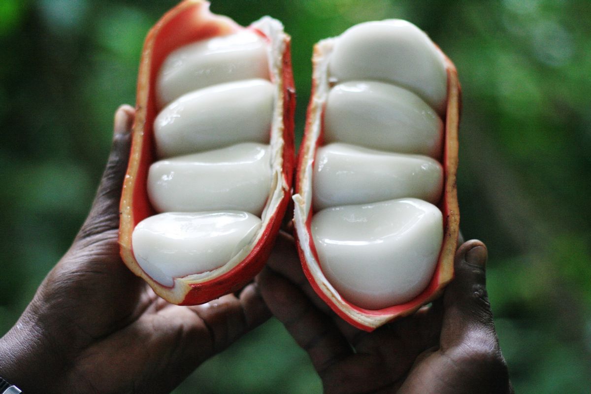 “藤黄果”、“猴果”…近20种你不知道的非洲雄鹰喀麦隆水果