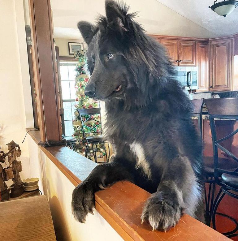 蓝湾牧羊犬多贵,蓝湾牧羊犬很贵