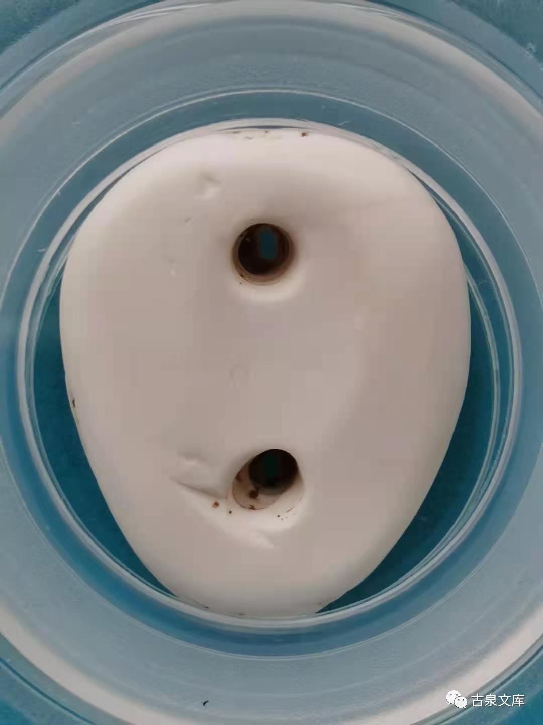 天然贝币真品价格,原始贝币发展史