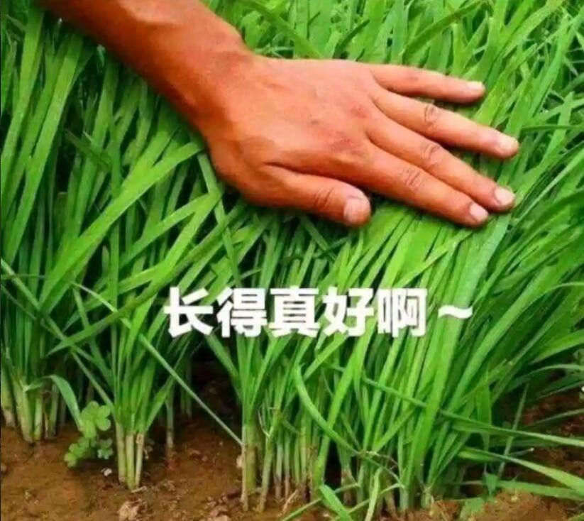 钉钉会议要收费了吗,钉钉在线会议月费多少