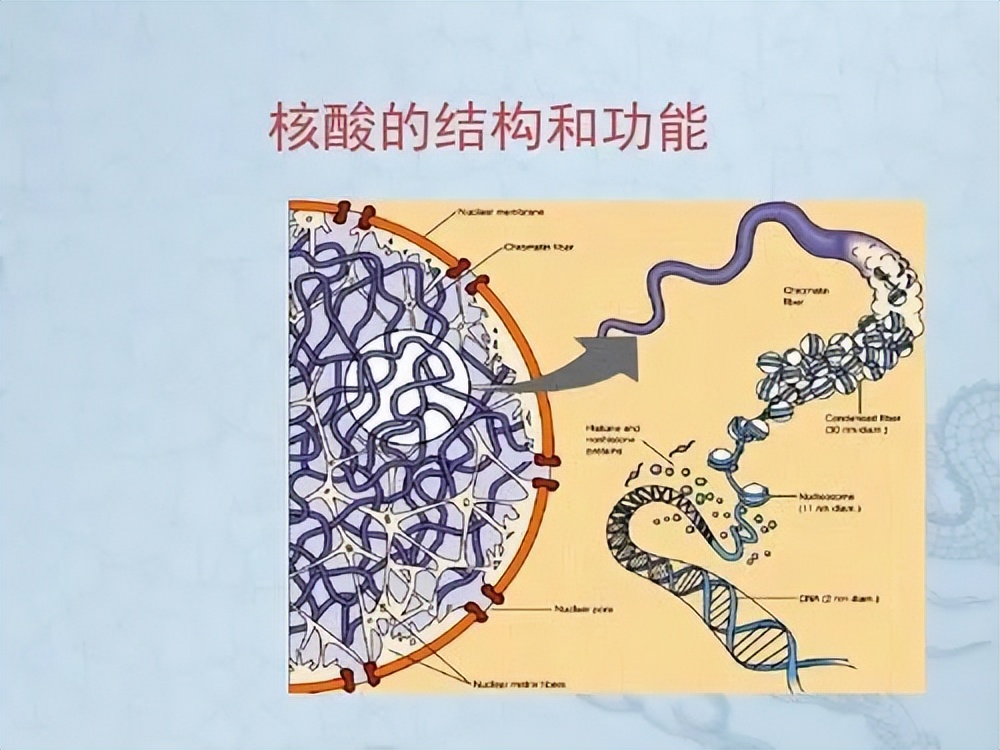 全脂羊奶粉的好处和功效,儿童喝羊奶粉的好处和功效