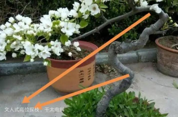 矮化苹果盆景种在家里能结果吗,苹果盆景矮化栽培