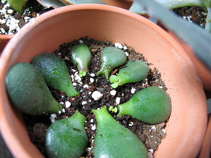 6种漂亮的富贵花好养好看还招财,6种长寿花能活一百年漂亮又吉利