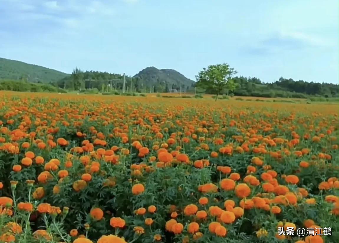 菊花盆栽枯萎后第二年能长新芽吗,刚买回来的菊花花朵枯萎了怎么救