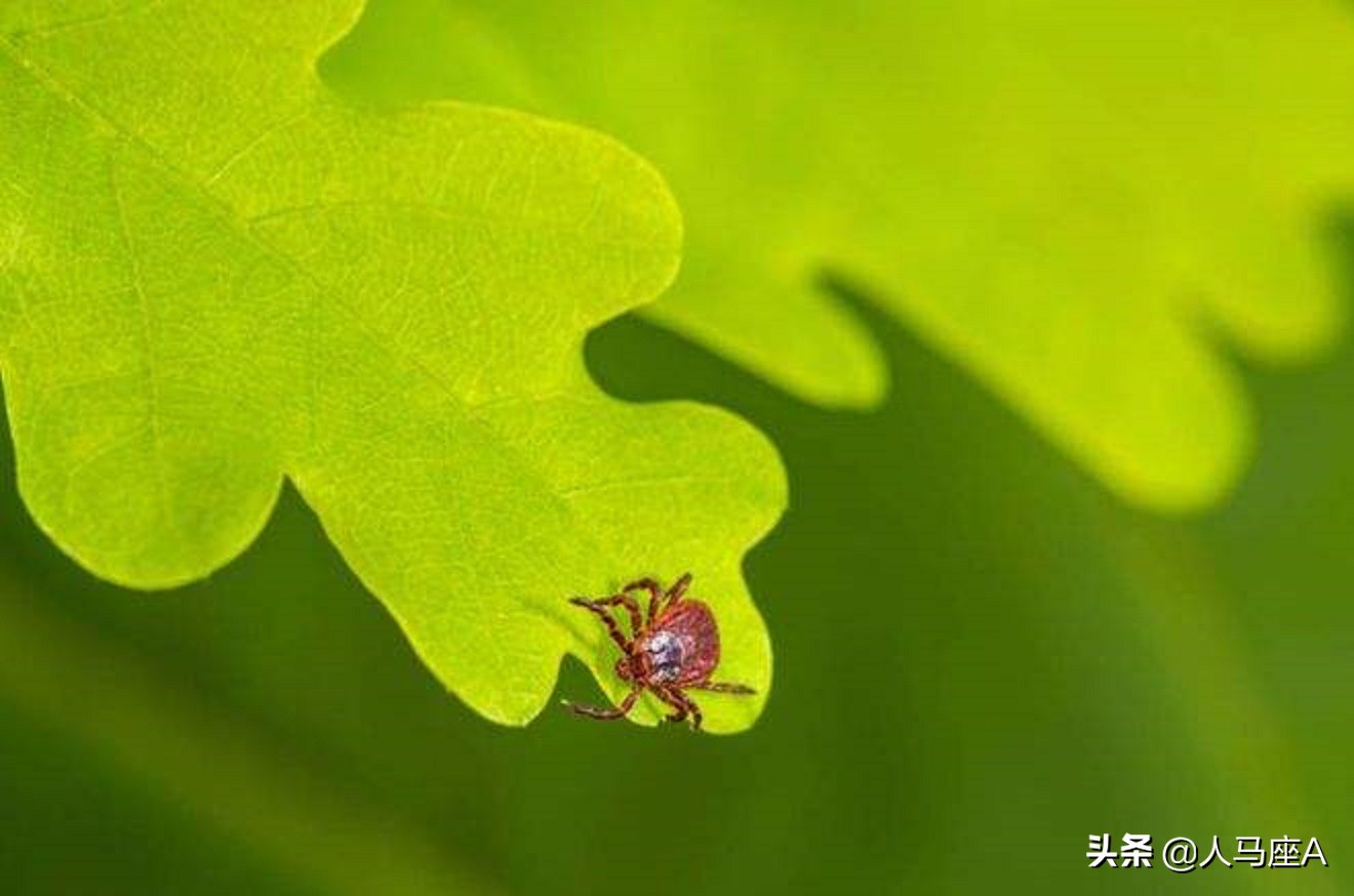 上海白蚁可怕？这种小虫子才厉害！河南3人疑似蜱虫病人传人死亡