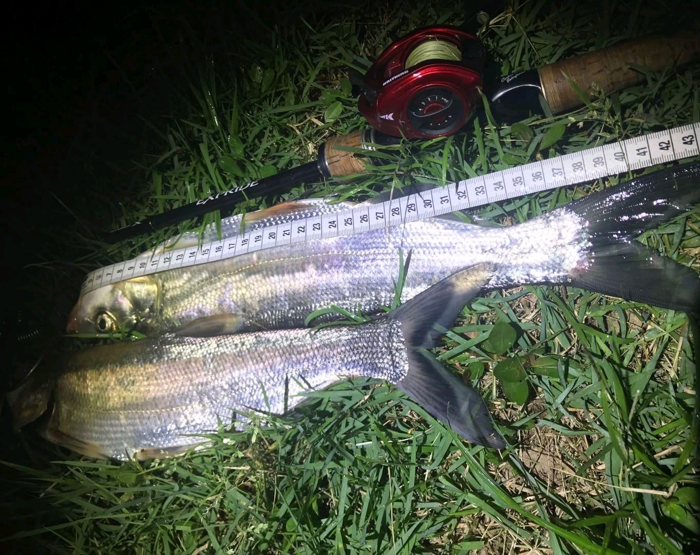 邛海翘嘴红鲌疯狂繁殖增至100吨,四川西昌邛海翘嘴