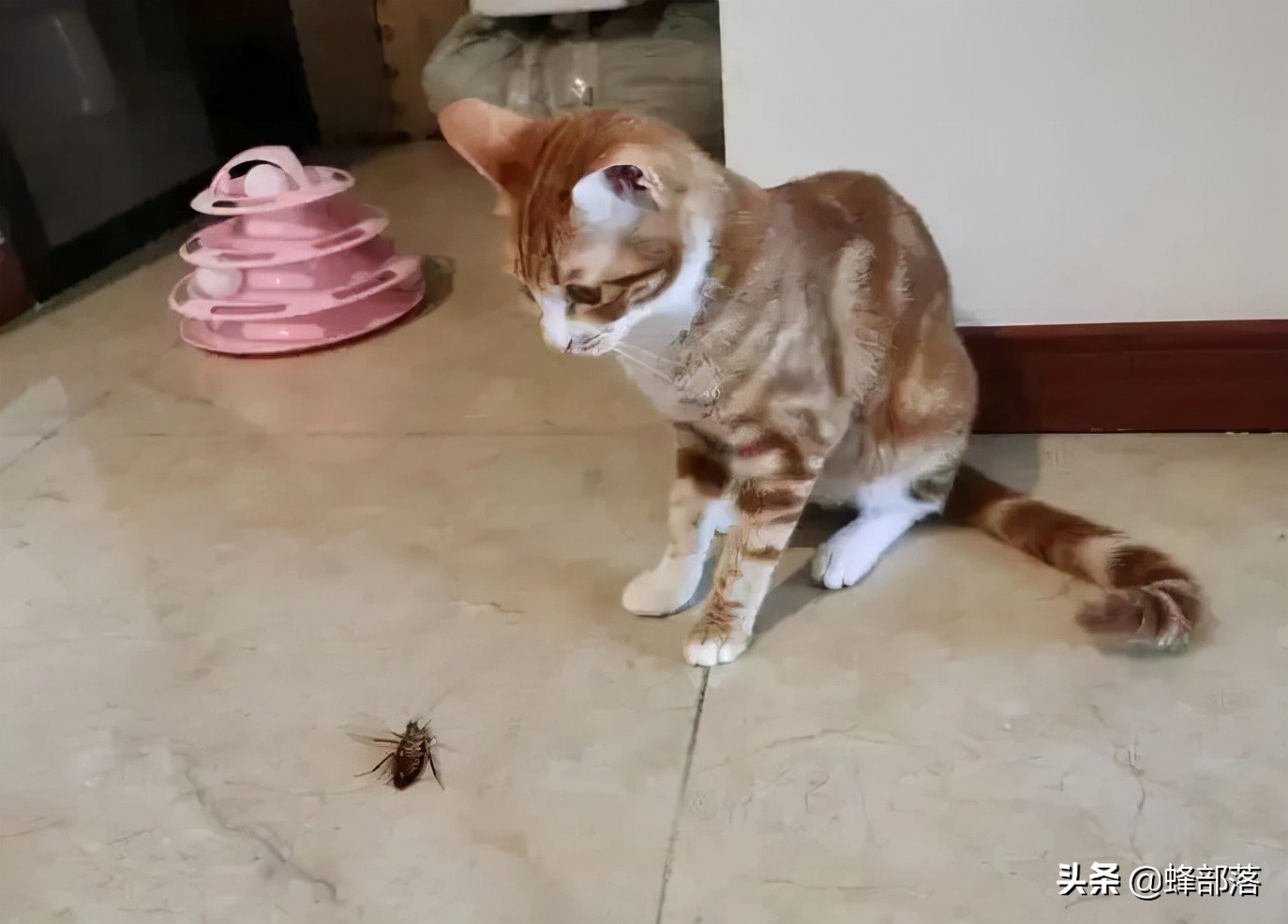 蟑螂为啥越杀越多,正确打死一只蟑螂的方法