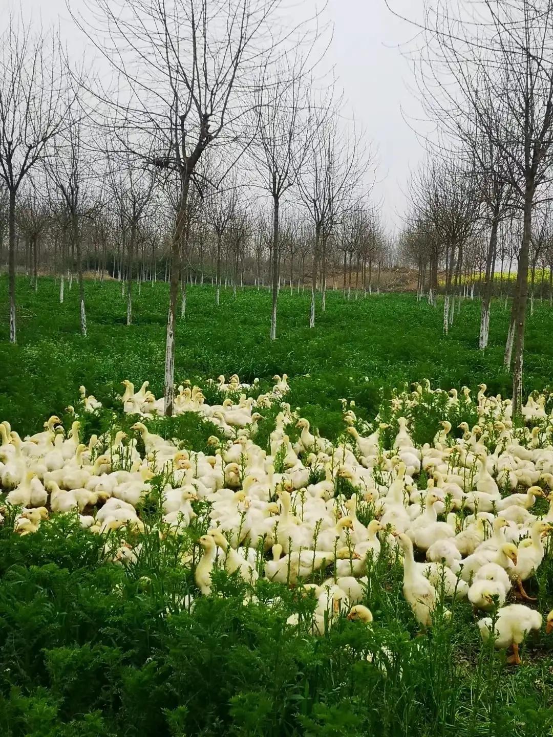 林下种草养鹅的实用技术,林下养鹅技术注意事项