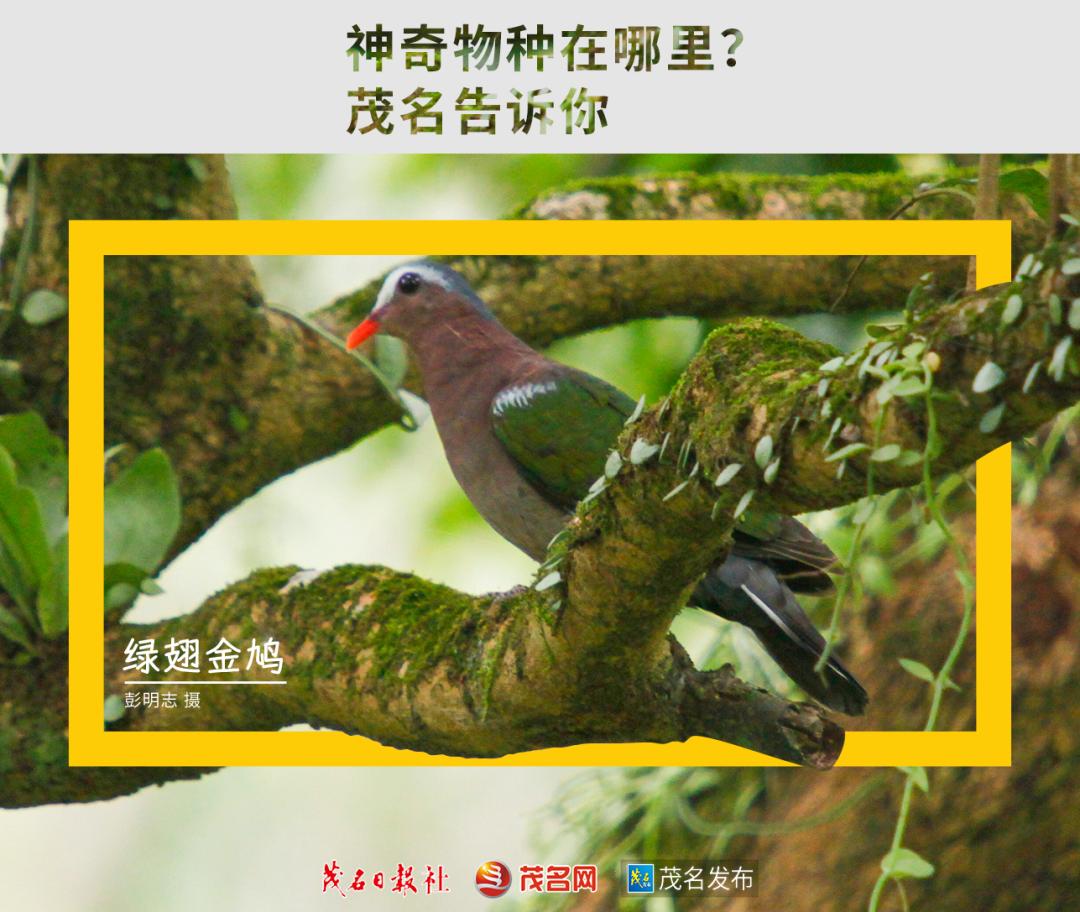浙江神奇物种,茂名发现新物种