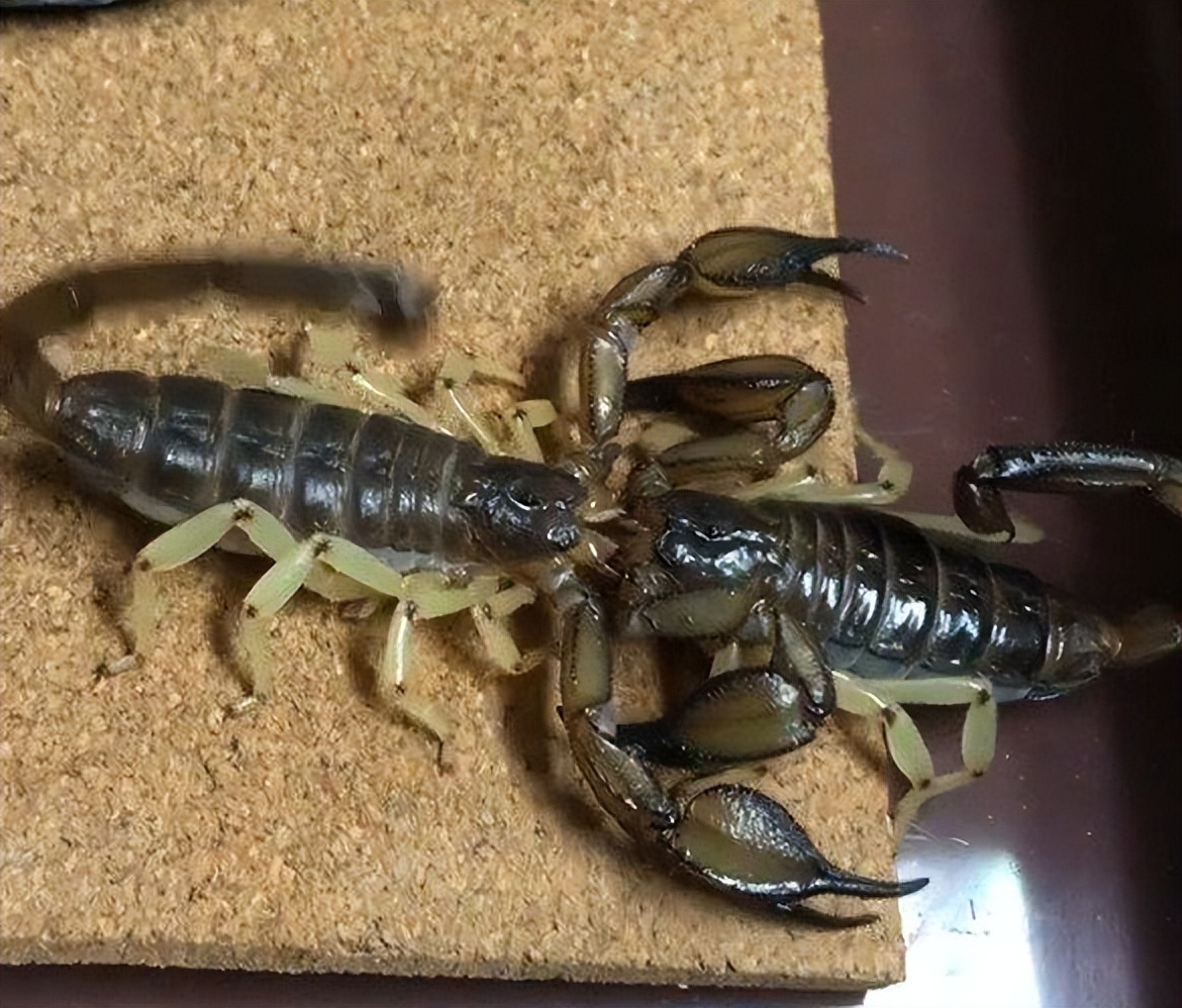 不同蝎子的生存温度,不同物种的蝎子