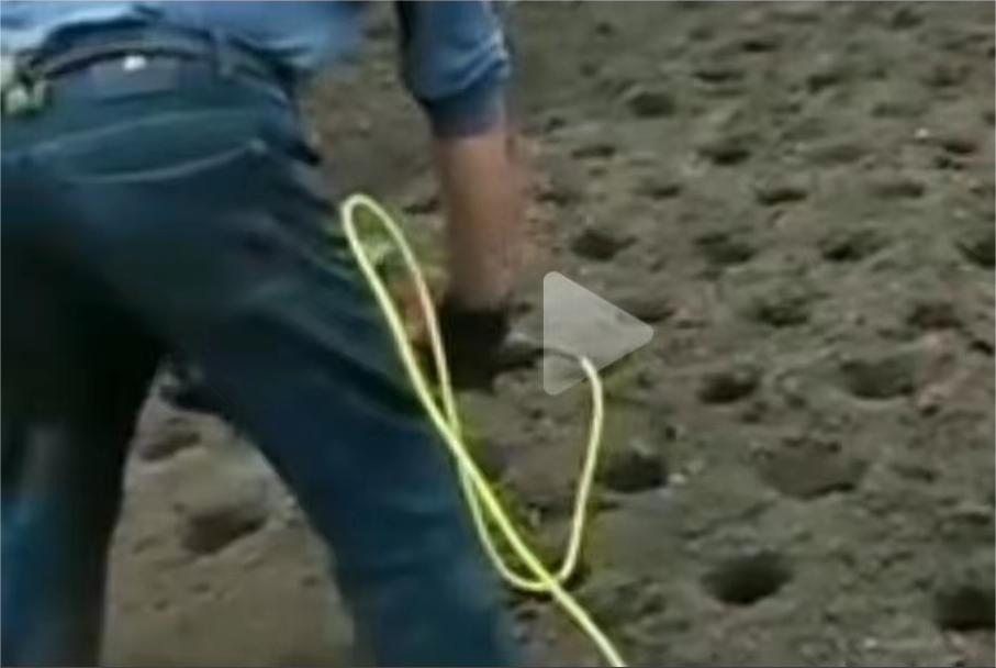 洞洞姜的底层怎么处理,洞洞姜处理方法