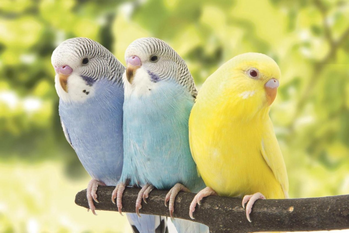 国外鹦鹉为什么中国也受保护,中国为什么要保护国外的鹦鹉