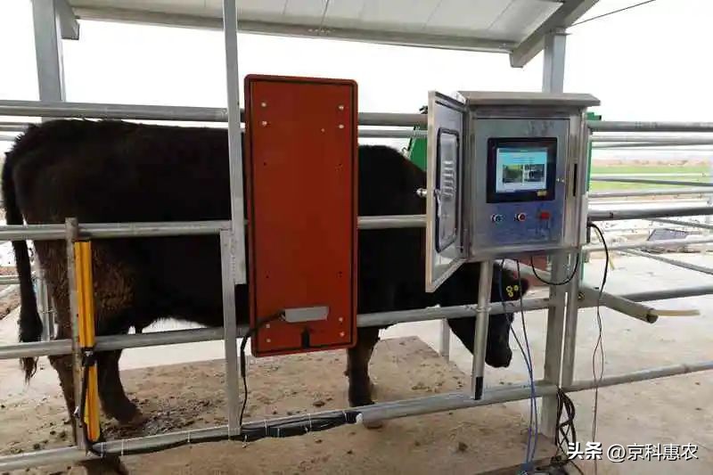 智能化养殖包括什么,智能化养殖的优点和缺点