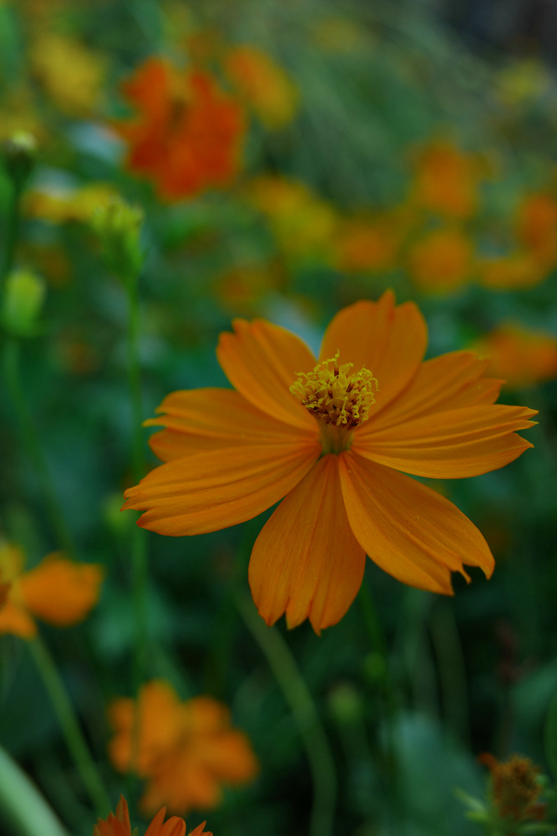 理光gr3微距放大倍率,理光gr3微距为什么是模糊的