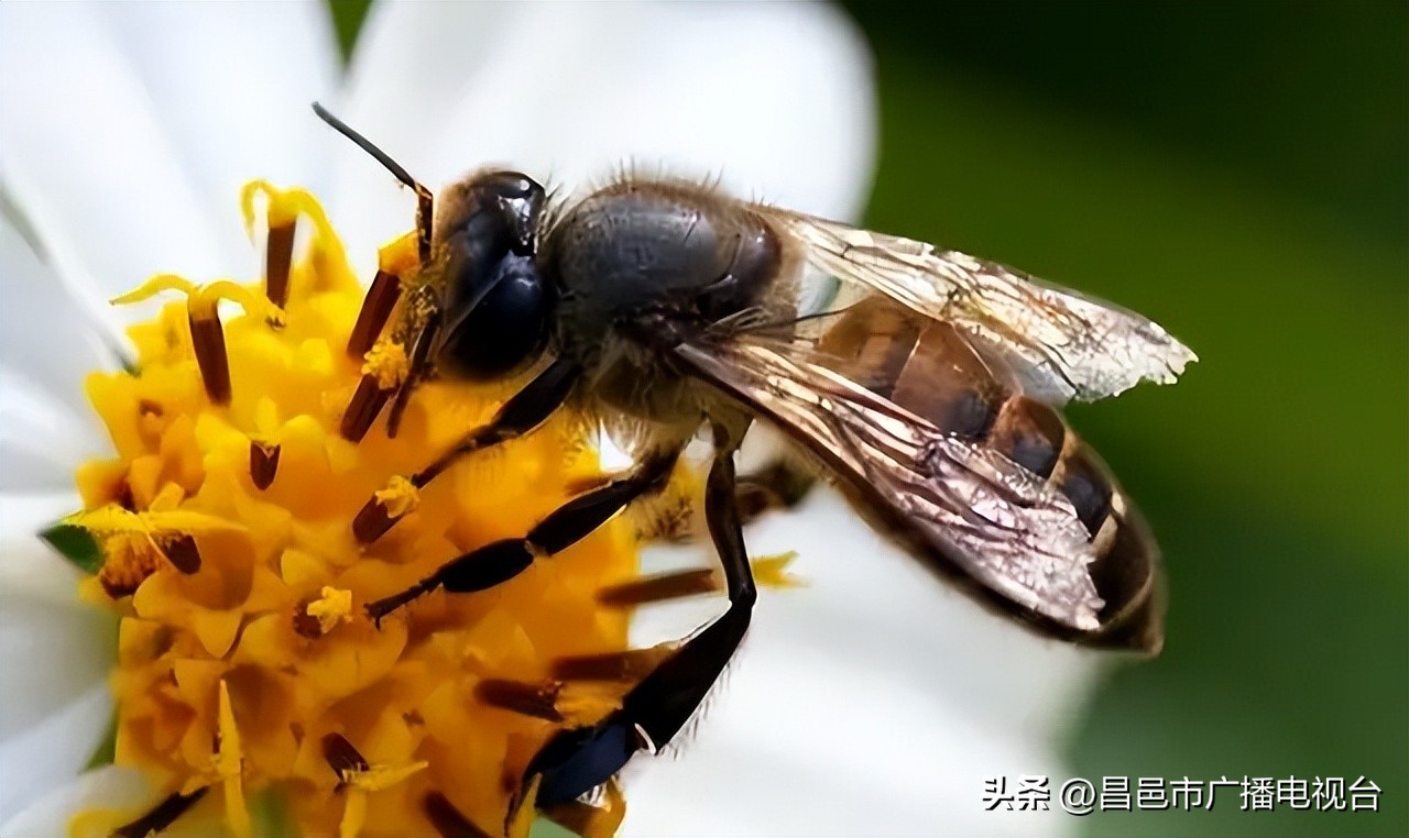 世界上寿命最短的动物排名前十,千年乌龟万年鳖动物的寿命排名
