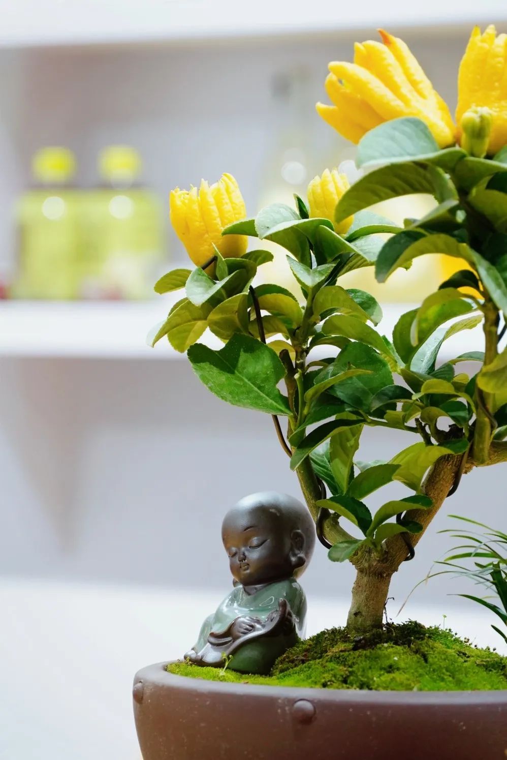 一杯佛柚,一份福佑,宝藏“佛柚”在厦门佛事展彻底火了