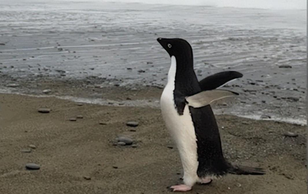 北极为何没有企鹅？80多年前放养在北极的69只企鹅，是何结局？